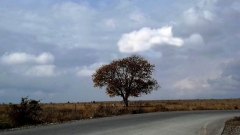 Одинокое дерево на Зарской дороге